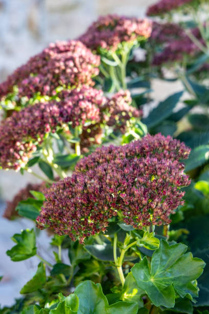 istock Kalanchoe blossfeldiana flowers, close up 1443657350