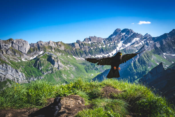 istock Swiss alpine chough in action 1443658679