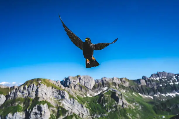 Swiss alpine chough is flying in the air.