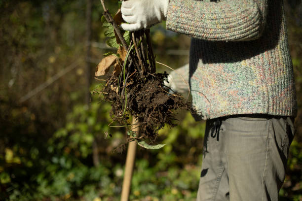 istock Guy planting plants. Work in garden. Gardener holds sprout roots. 1443658886