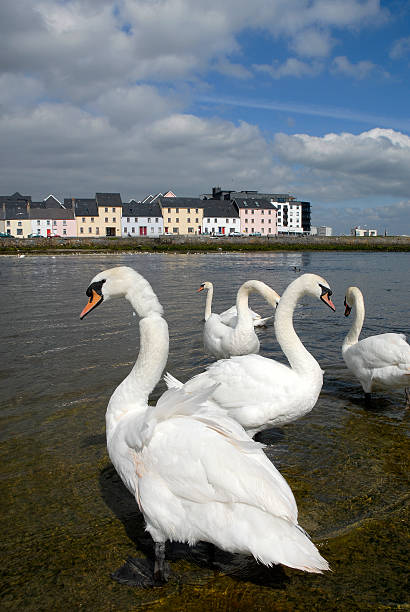 istock Swans group in the city 144365933