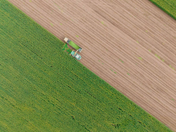 istock Aerial view of silage corn harvest 1443659532