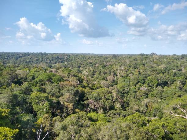 istock Amazon Forest (Floresta Amazônica), Manaus City, State of Amazonas, Brazil. 1443659568
