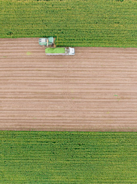 istock Aerial view of silage corn harvest 1443659590