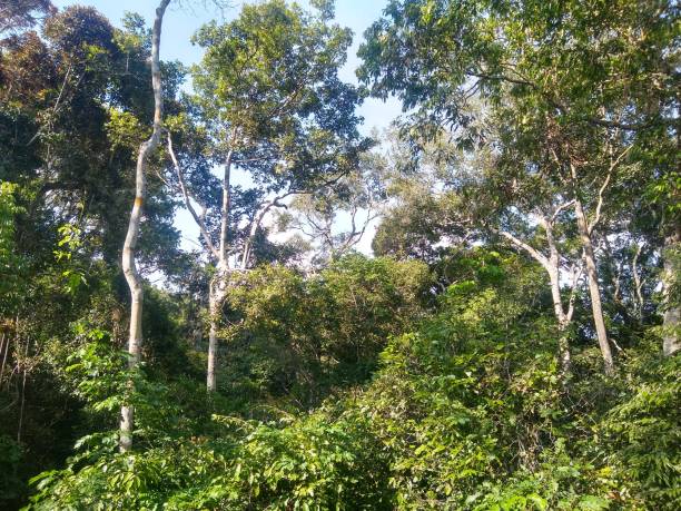 istock Amazon Forest (Floresta Amazônica), Manaus City, State of Amazonas, Brazil. 1443659659