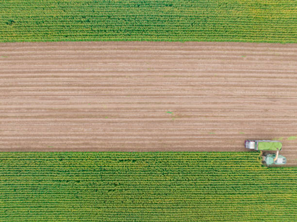 istock Aerial view of silage corn harvest 1443659671