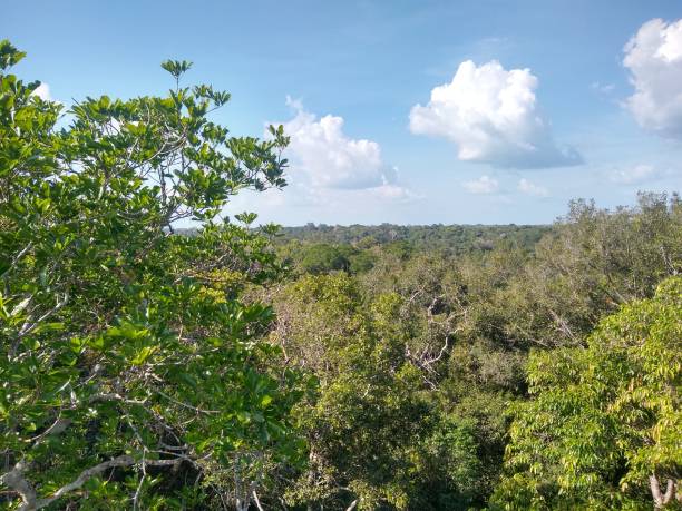 istock Amazon Forest (Floresta Amazônica), Manaus City, State of Amazonas, Brazil. 1443659682