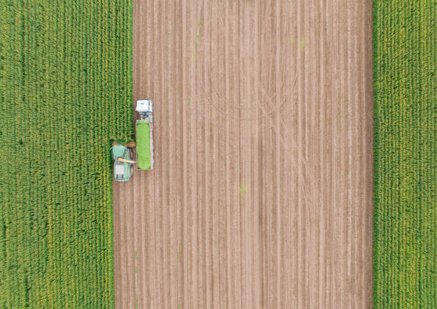 istock Aerial view of silage corn harvest 1443659707