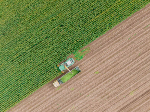 istock Aerial view of silage corn harvest 1443659789