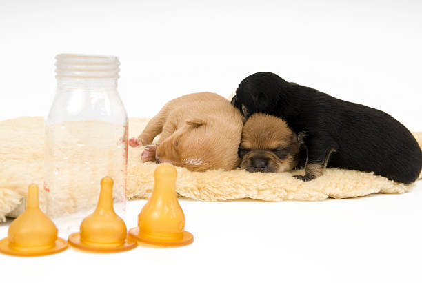 Mother Breastfeeding Puppies Stock Photos, Pictures & Royalty-Free ...