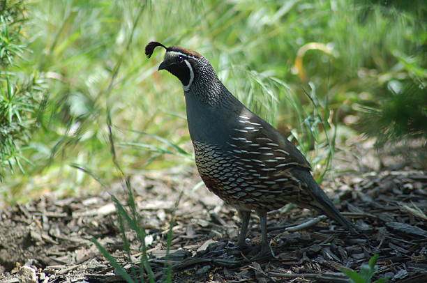istock Quail in the garden 144366038