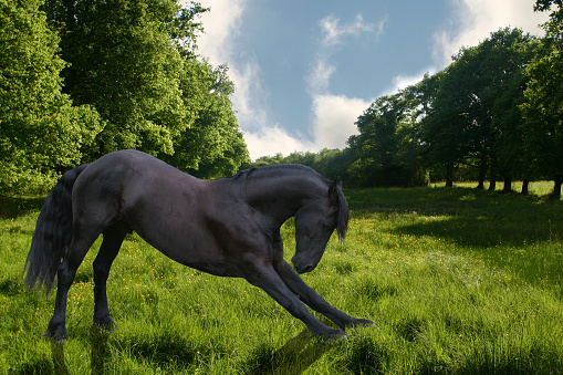 Amazing photography of green field near pine forest and domestic horse who is grazing there. Sunny spring wild scene.