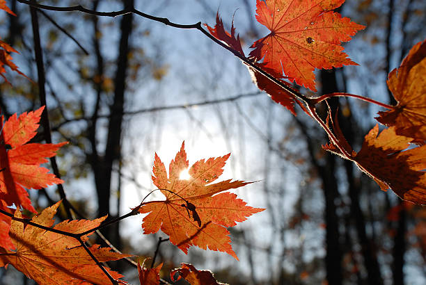 istock Autumn leaves in the morning sunlight 144366162