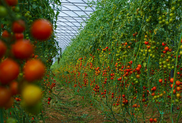 istock Organic tomatoes growing in a greenhouse 1443663013