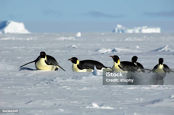 Pinguimantártico Desfile - Fotografias de stock e mais imagens de Icebergue - Formação de gelo - Icebergue - Formação de gelo, Antártida, Azul
