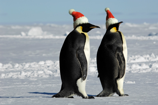 Antarctic penguin couple on Christmas