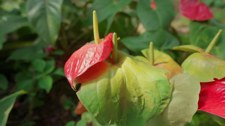 Close-up of a red anthurium flower with green leaves blooming in the garden. Beautiful red flamingo lily flower in flower plantation garden at Chiang Rai, Thailand.