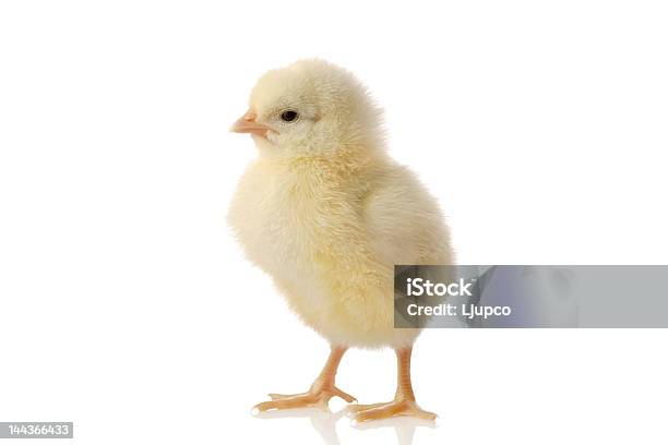 Niedliche Kleine Baby Huhn Stockfoto und mehr Bilder von Einsamkeit - Einsamkeit, Einzelner Gegenstand, Einzelnes Tier