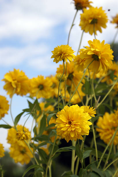 Yellow Wild Flowers stock photo