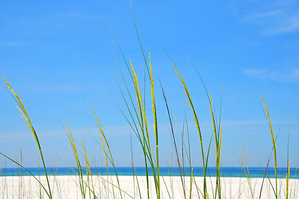 erba di mare alla spiaggia - sand beach sand dune sea oat grass foto e immagini stock