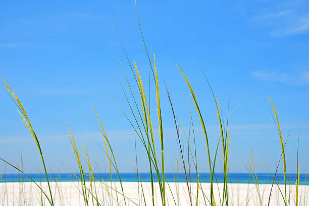 seagrass na shore - sand sea oat grass beach sand dune imagens e fotografias de stock