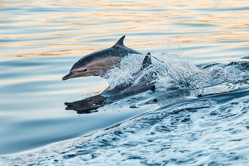 A Pacific White-Sided Dolphin jumps from the water as it is chasing our boat
