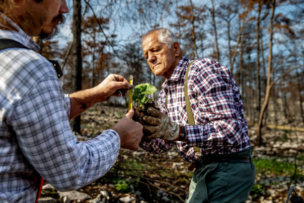 istock Naturalist and Forester working together to help recovering the nature after a devastating forest fire 1443666149