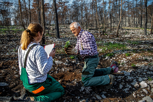 Naturalist and Forester working together to help recovering the nature after a devastating forest fire