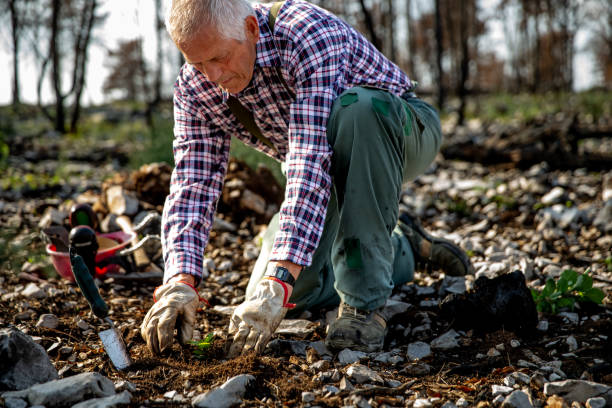istock Forester planting helping recovering the nature after a devastating forest fire 1443666196