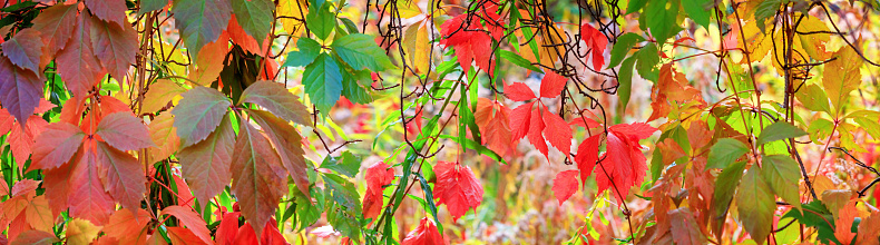 Autumn landscape, banner - a view of the foliage of the virgin ivy climbing the tree trunk in the rays of the sun. Horizontal background with copy space for text