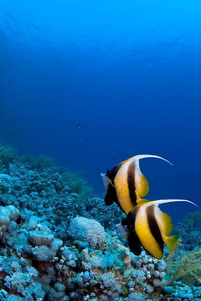 istock Fish couple on the reef 144366639
