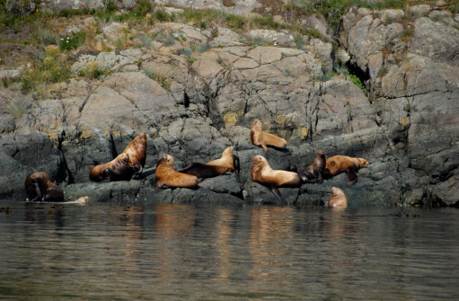 Sea Lions on a rocky shoreline.