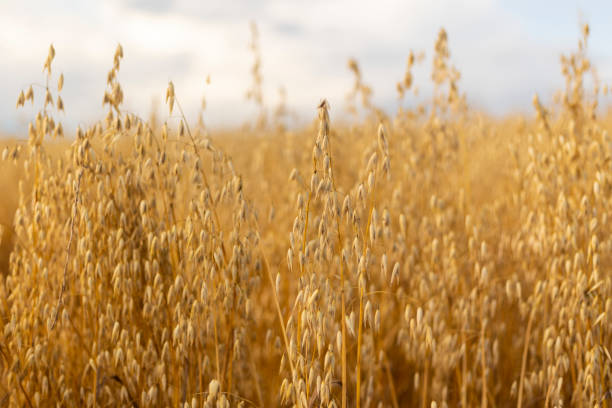 istock Oat field in the late afternoon 1443667759