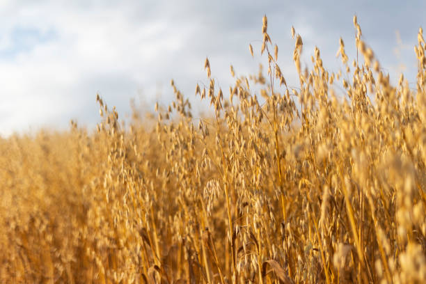 istock Oat field in the late afternoon 1443667827