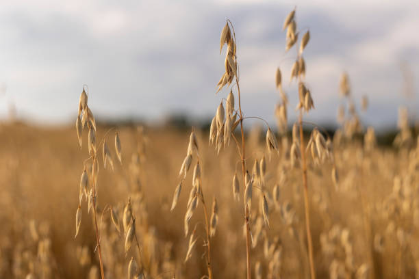 Oat field in the late afternoon