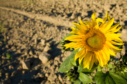 isolated sunflower in a plowed field