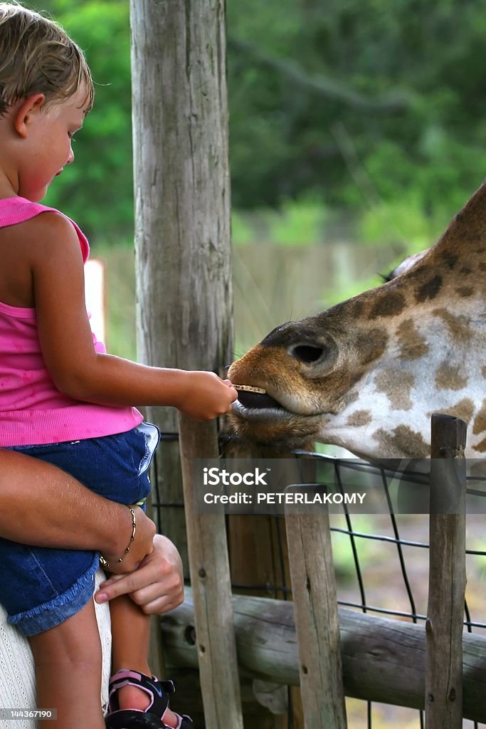 girl フィーディングキリン - 動物園のロイヤリティフリーストックフォト