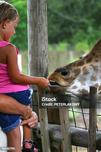 Girl フィーディングキリン - 動物園のストックフォトや画像を多数ご用意 - 動物園, 動物, 子供