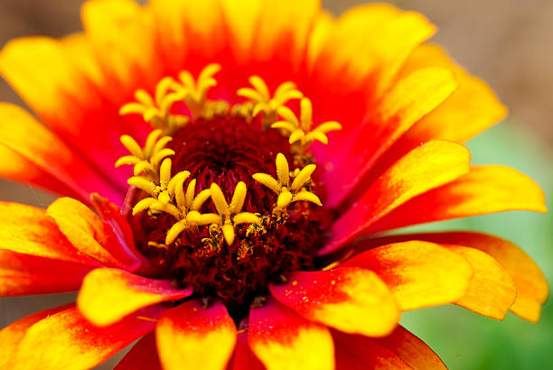 Yellow and Red stock photo