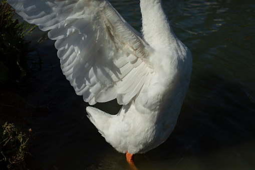 GROTE CANADESE GANS - \nGreater Canada Goose, Branta canadensis - Eenden (Anatidae)