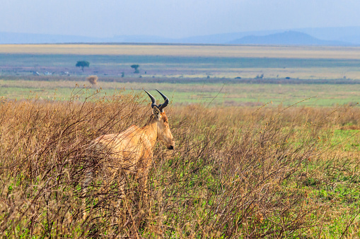 Coke's hartebeest (Alcelaphus buselaphus cokii) or kongoni in Serengeti national park in Tanzania, Africa