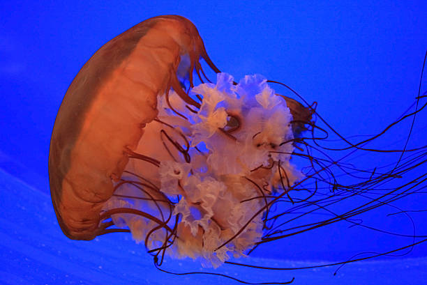 Red medusa in the water stock photo