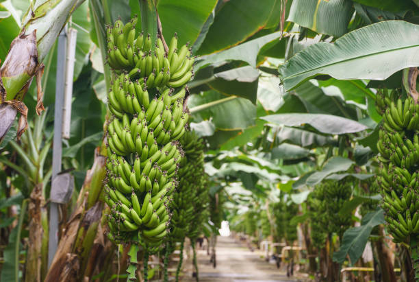 bannier avec un bouquet de bananes à alanya, antalya, turkiye - banana plantation green tree photos et images de collection