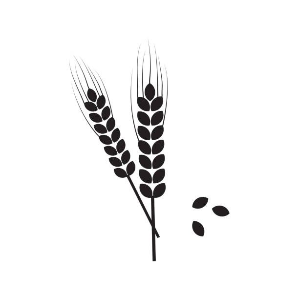 ilustrações, clipart, desenhos animados e ícones de espiga de trigo preta, grão de cevada, ícone do vetor do pico de centeio. cultivo de cereais. ilustração da colheita - barley black stem wheat