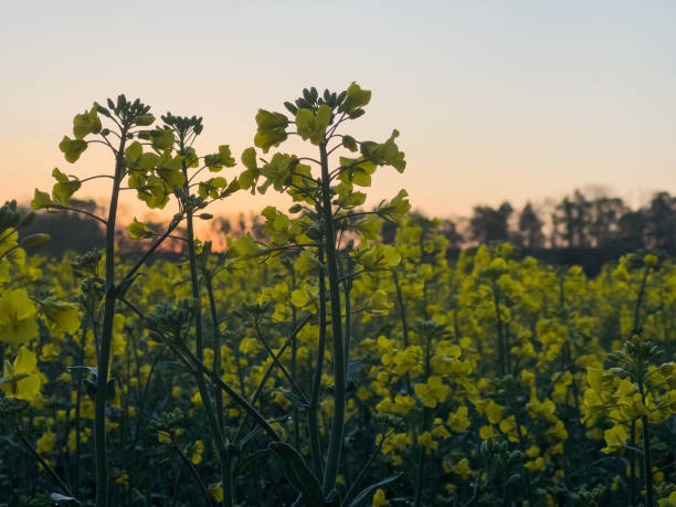 istock Field of rape blossoms with rising sun 1443675635