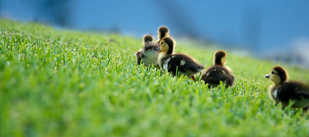 ducklings - mother newborn animal people behavior 뉴스 사진 이미지