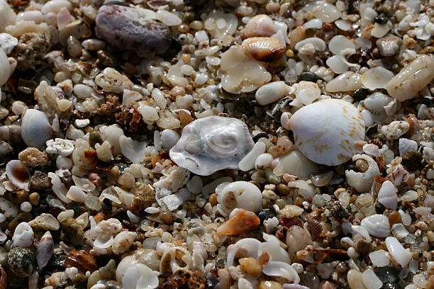 Conchiglie di mare - foto stock