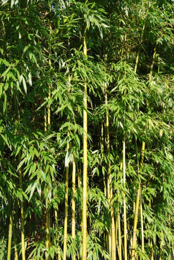 Looking up at a tall green bamboo growth forest.