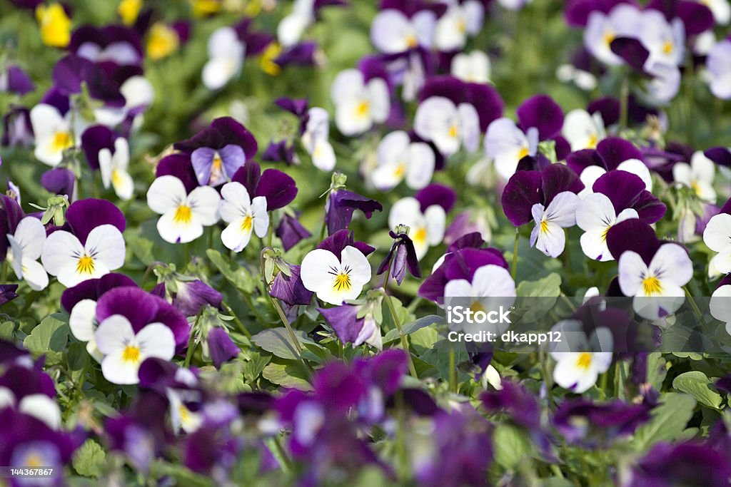 Pansies A floral pansy background of purples and white, green, yellow - selective focus.    Autumn Stock Photo