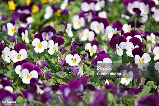 Pansies Stock Photo - Download Image Now - Autumn, Backgrounds, Floral Pattern